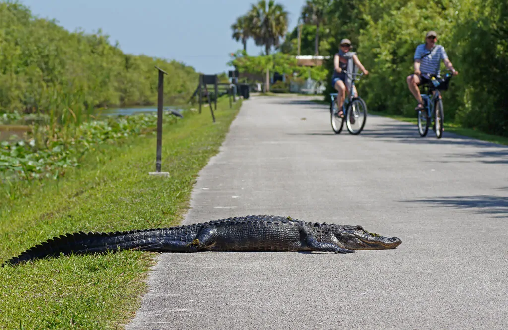 Bicycle Accidents and Safety Tips from Florida Lawyers | Bello Law